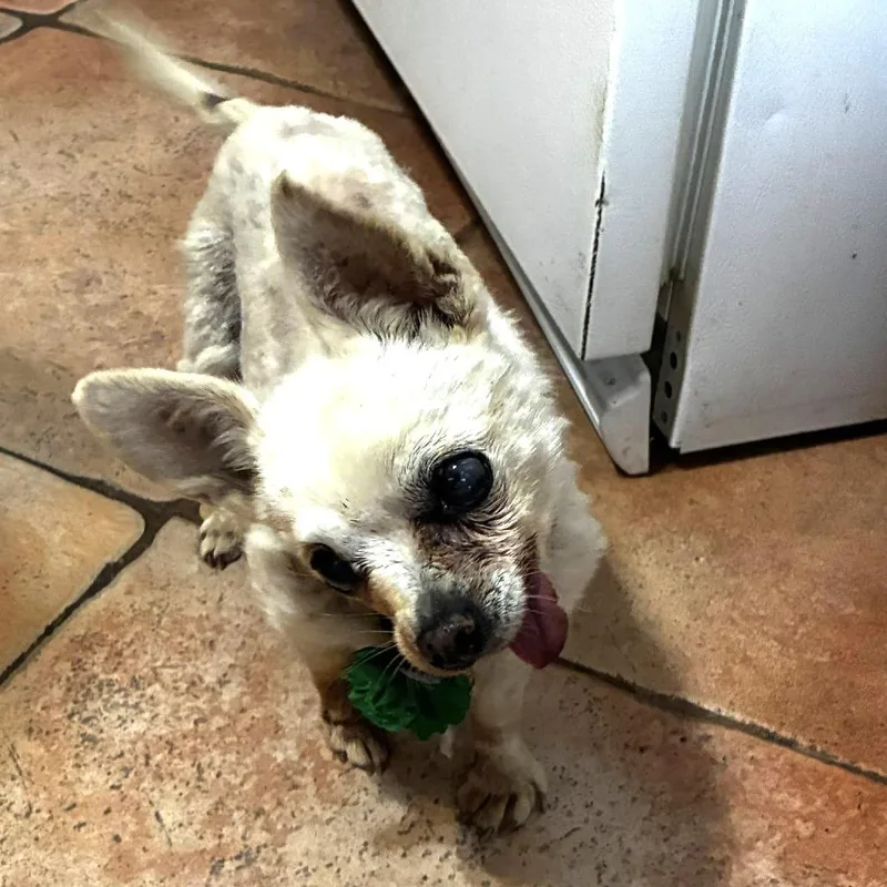 A senior small-sized female Gray / Blue / Silver Chihuahua dog named Clinique for adoption in Ramona, CA