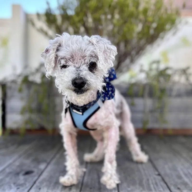 A senior small-sized male White / Cream Poodle dog named Doc Ricketts for adoption in Pacific Grove, CA