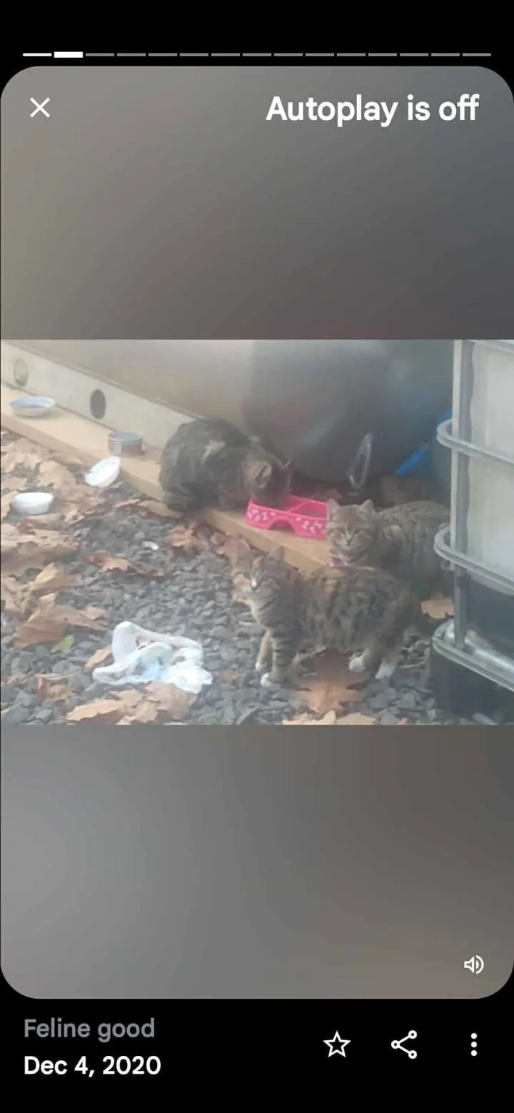 Sterling Marina Pa Cat