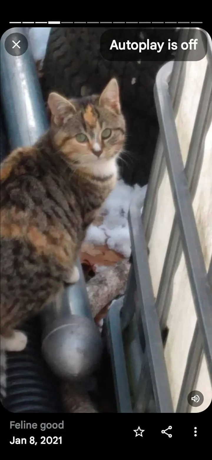 Sterling Marina Pa Cat thumbnail 2