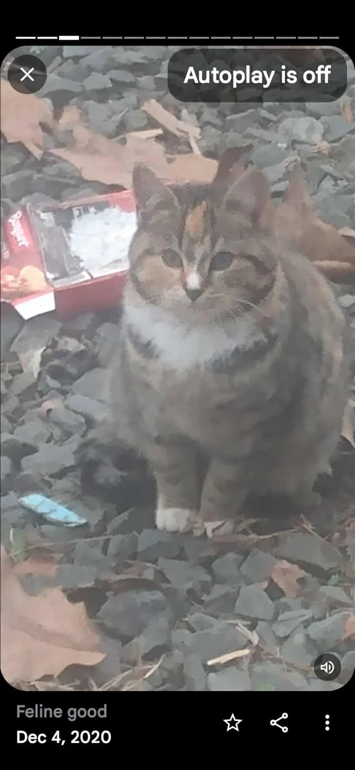 Sterling Marina Pa Cat thumbnail 3