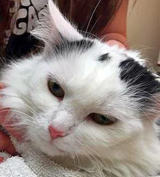 An adult small-sized female Domestic Medium Hair cat named Celine Dion for adoption in Fishers, IN