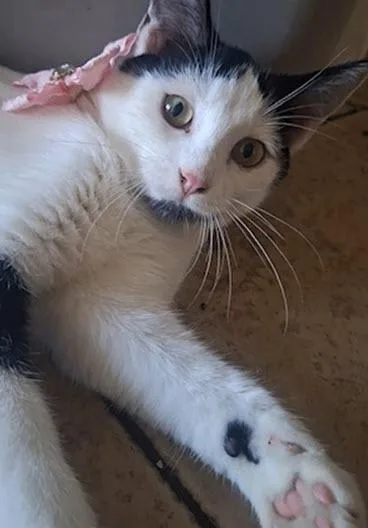 A baby medium-sized female Black & White / Tuxedo Domestic Short Hair cat named Penny for adoption in Los Angeles, CA