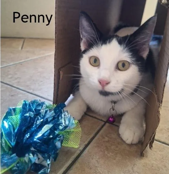 Penny thumbnail 2