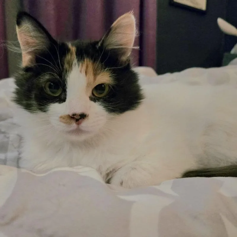 A young medium-sized female Calico Domestic Long Hair cat named Trinity Mcguire for adoption in Eagle Mountain, UT