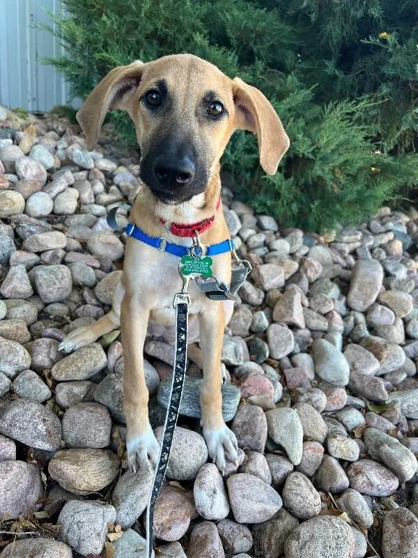 A baby medium-sized female Yellow / Tan / Blond / Fawn Mixed Breed dog named Cappuchino for adoption in Fort Collins, CO