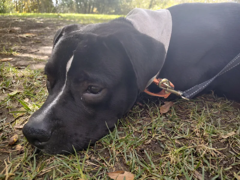 Blackie