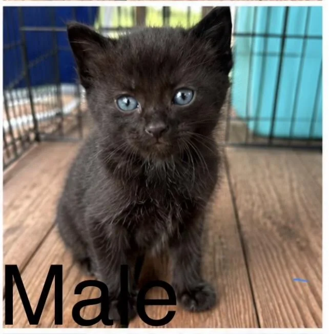 A baby medium-sized male Black American Shorthair cat named Huck for adoption in Rock Spring, GA
