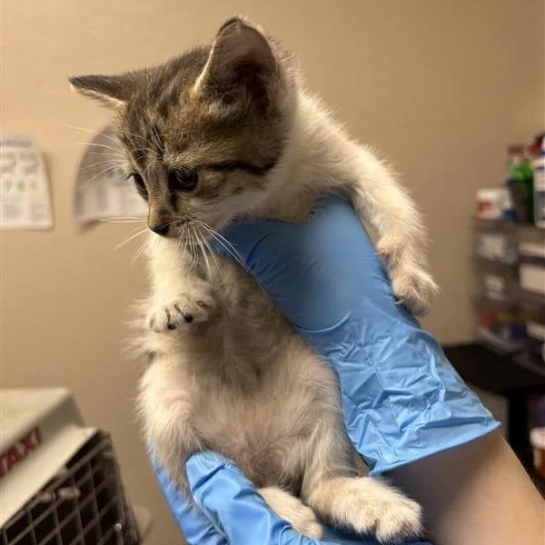 A baby small-sized female Brown / Chocolate Domestic Short Hair cat named Nilly for adoption in Tempe, AZ