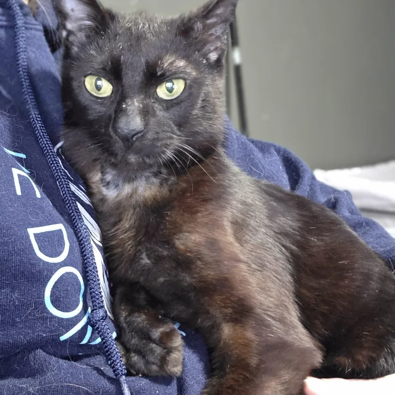 Bagheera thumbnail 3