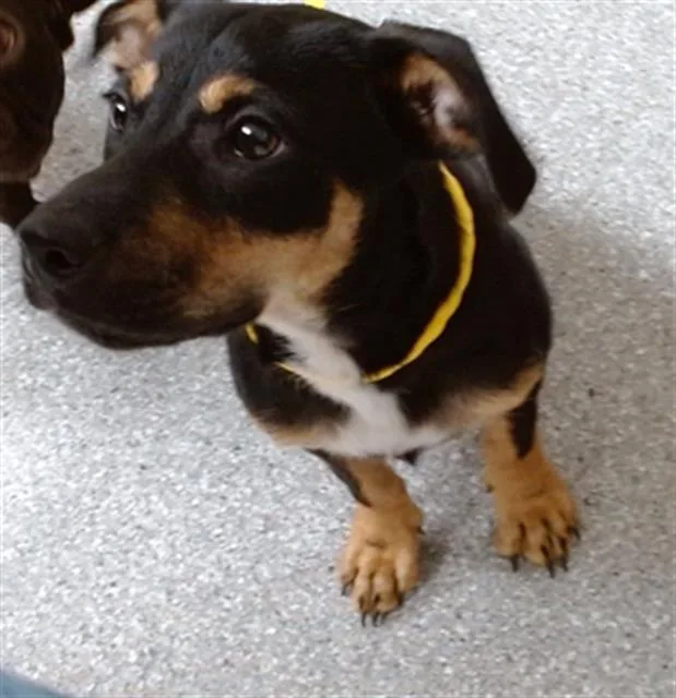 A baby small-sized male German Shepherd Dog dog named A for adoption in Pasadena, TX