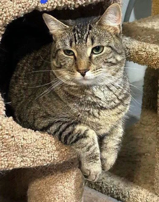 An adult medium-sized male Domestic Short Hair cat named Jersey for adoption in Spring Lake, NJ