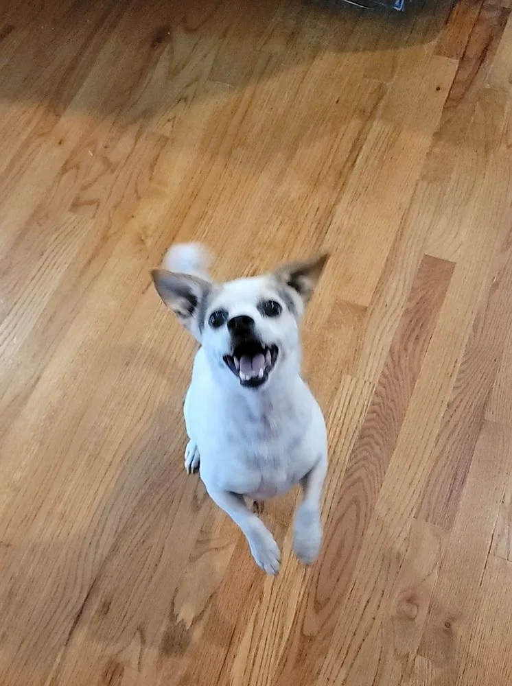 Roscoe thumbnail 3