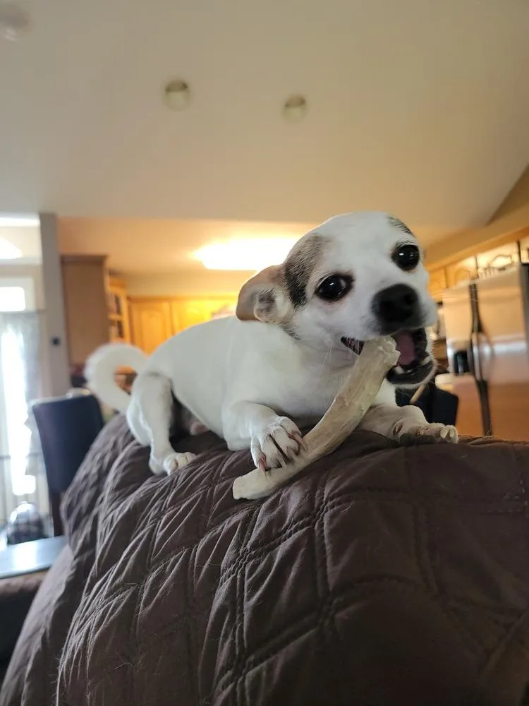 Roscoe thumbnail 4