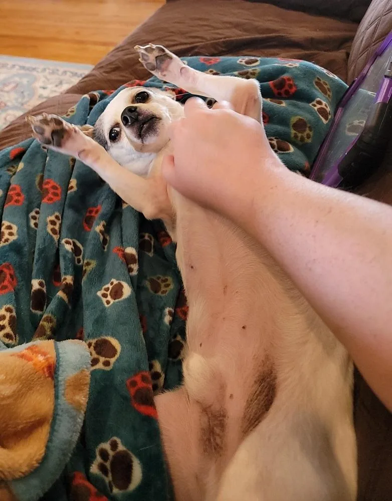 Roscoe thumbnail 5