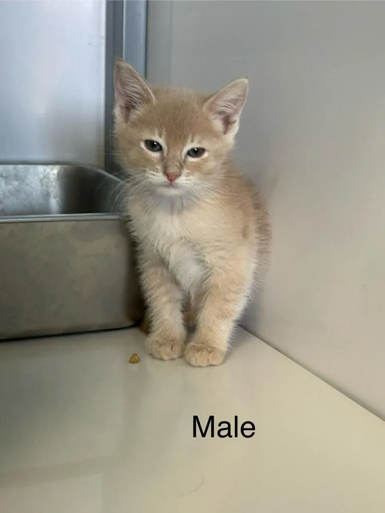 A baby medium-sized male Domestic Short Hair cat named Fiyero for adoption in Holbrook, AZ