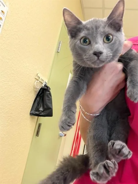 A young small-sized female Domestic Short Hair cat named Misty for adoption in Fort Myers, FL