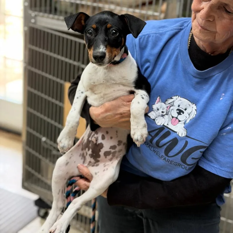 A baby medium-sized male White / Cream Jack Russell Terrier dog named Buster for adoption in Denison, TX