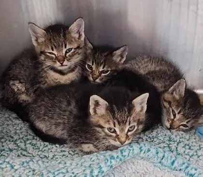 A baby small-sized male Domestic Short Hair cat named Orb for adoption in Hobart, IN