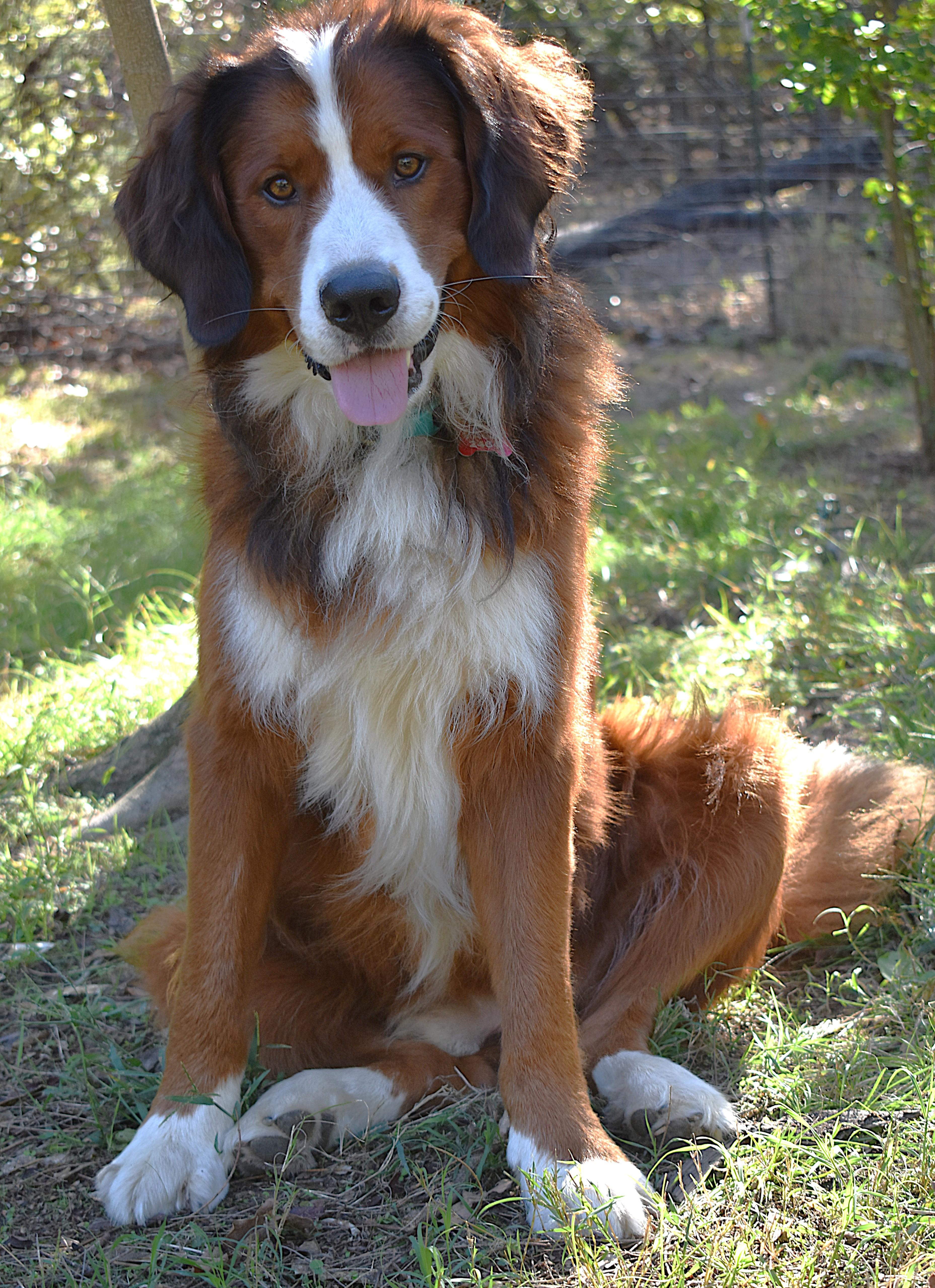 An adult large-sized male Red / Chestnut / Orange Bernese Mountain Dog dog named Ragnar for adoption in Kiowa, OK
