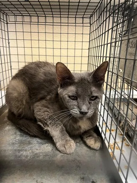 A young medium-sized female Domestic Short Hair cat named Morgan for adoption in Thousand Palms, CA