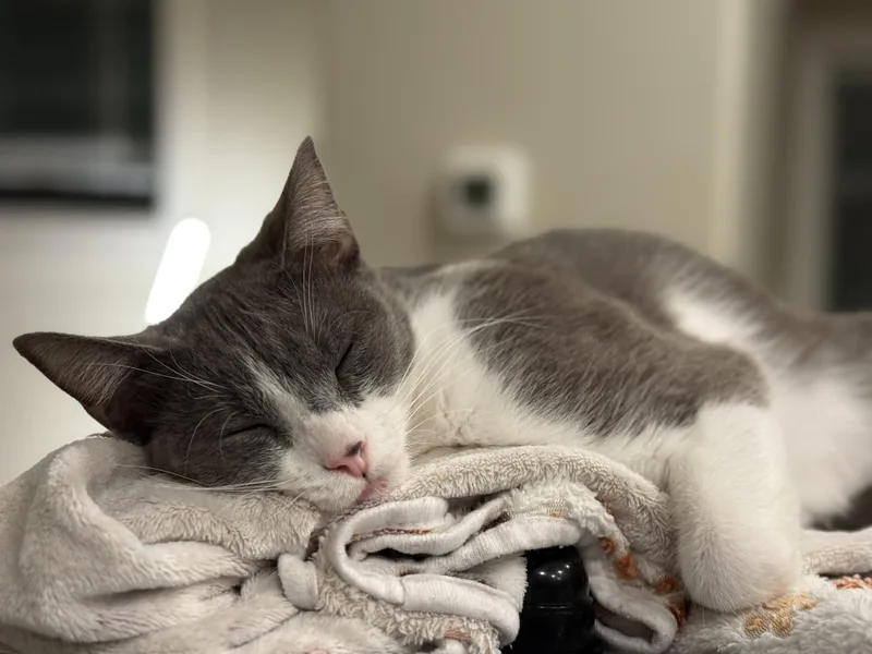 Radicchio thumbnail 2