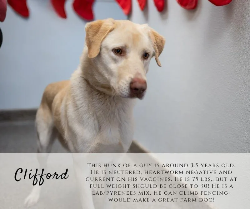 Clifford