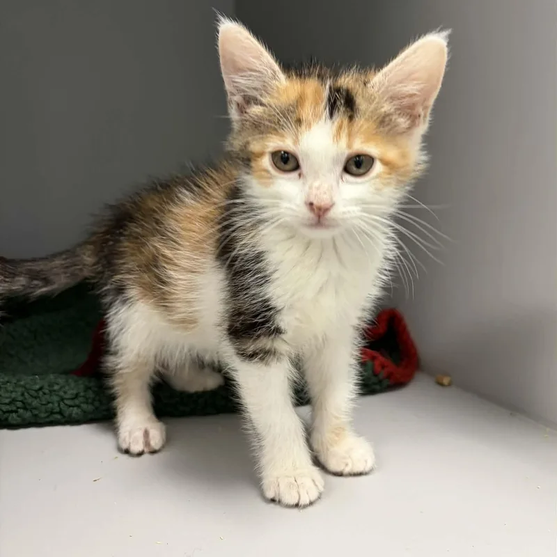 A baby medium-sized female Calico Domestic Short Hair cat named Bananas for adoption in Nevada, MO