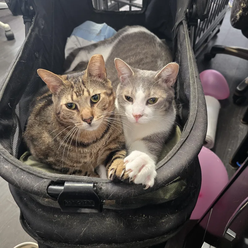 Brayden And Oliver thumbnail 2