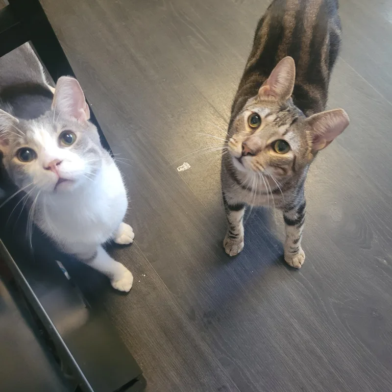 Brayden And Oliver thumbnail 3