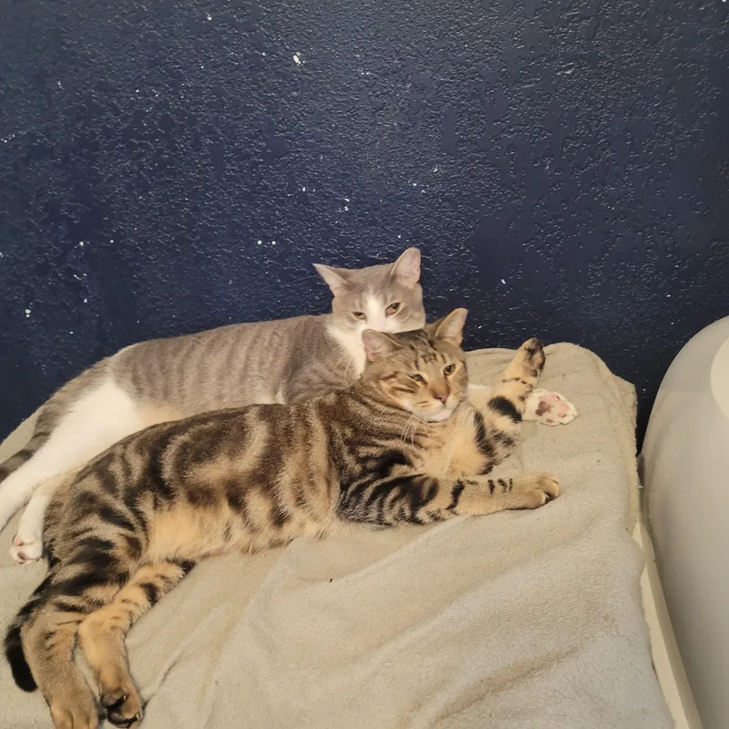 Brayden And Oliver thumbnail 4