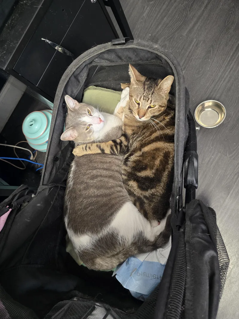 Brayden And Oliver thumbnail 5