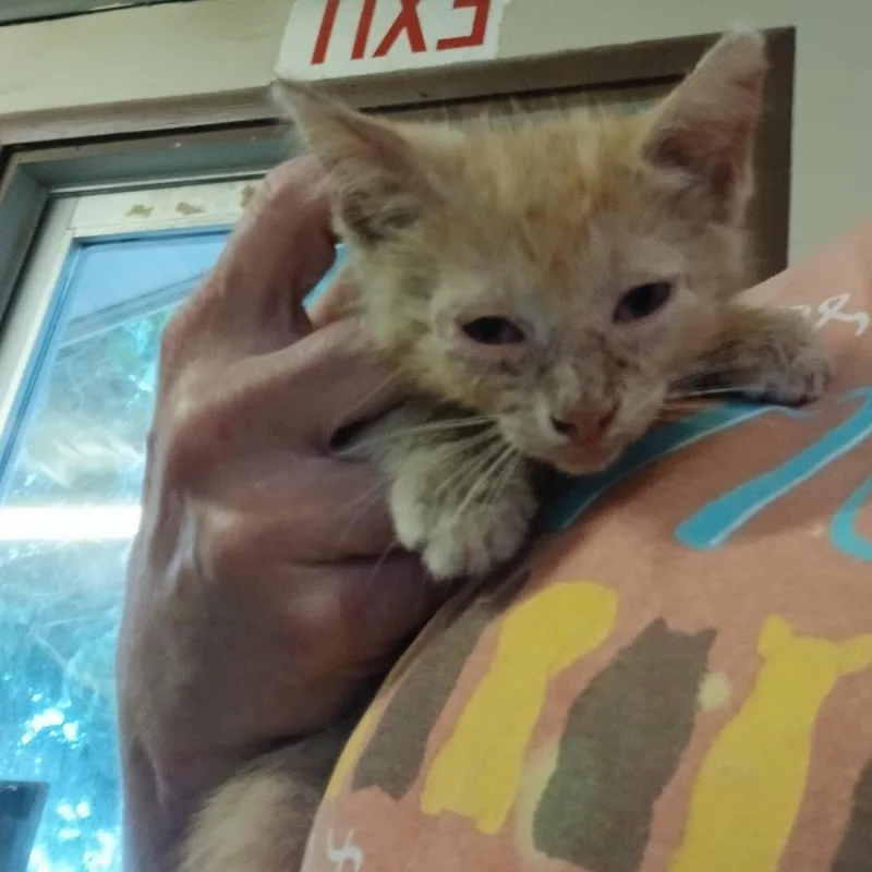 A baby small-sized male Orange / Red Domestic Short Hair cat named Cavalier for adoption in Stephenville, TX