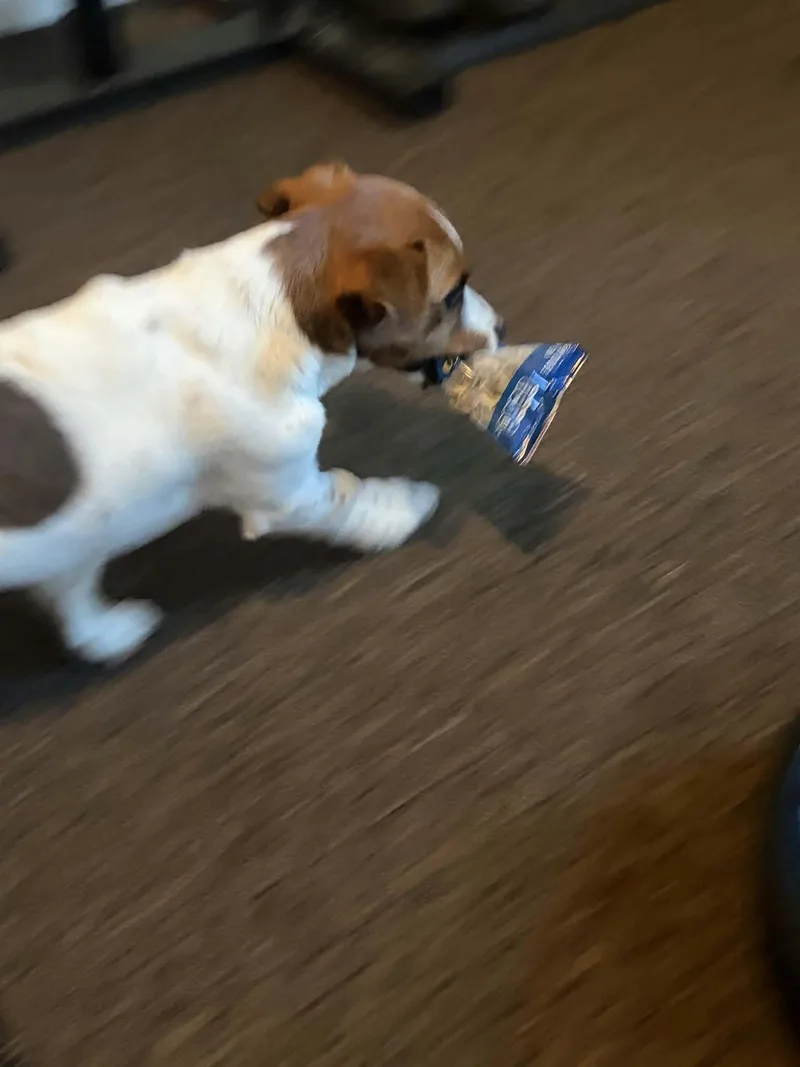 A young small-sized female Jack Russell Terrier dog named Rory for adoption in Salisbury, MD