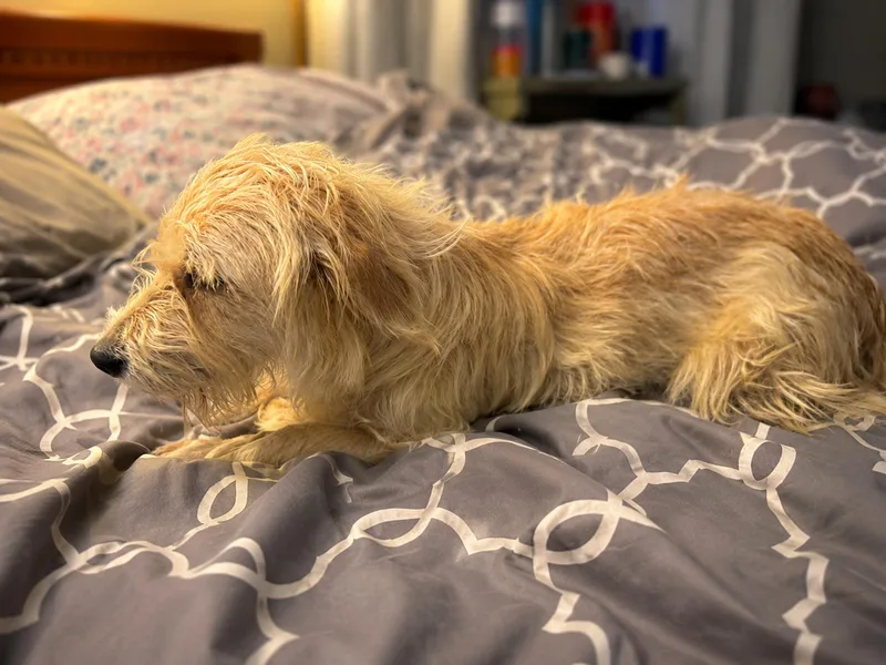 A young small-sized female Apricot / Beige Wirehaired Dachshund dog named Winn Dixie for adoption in Gadsden, AL