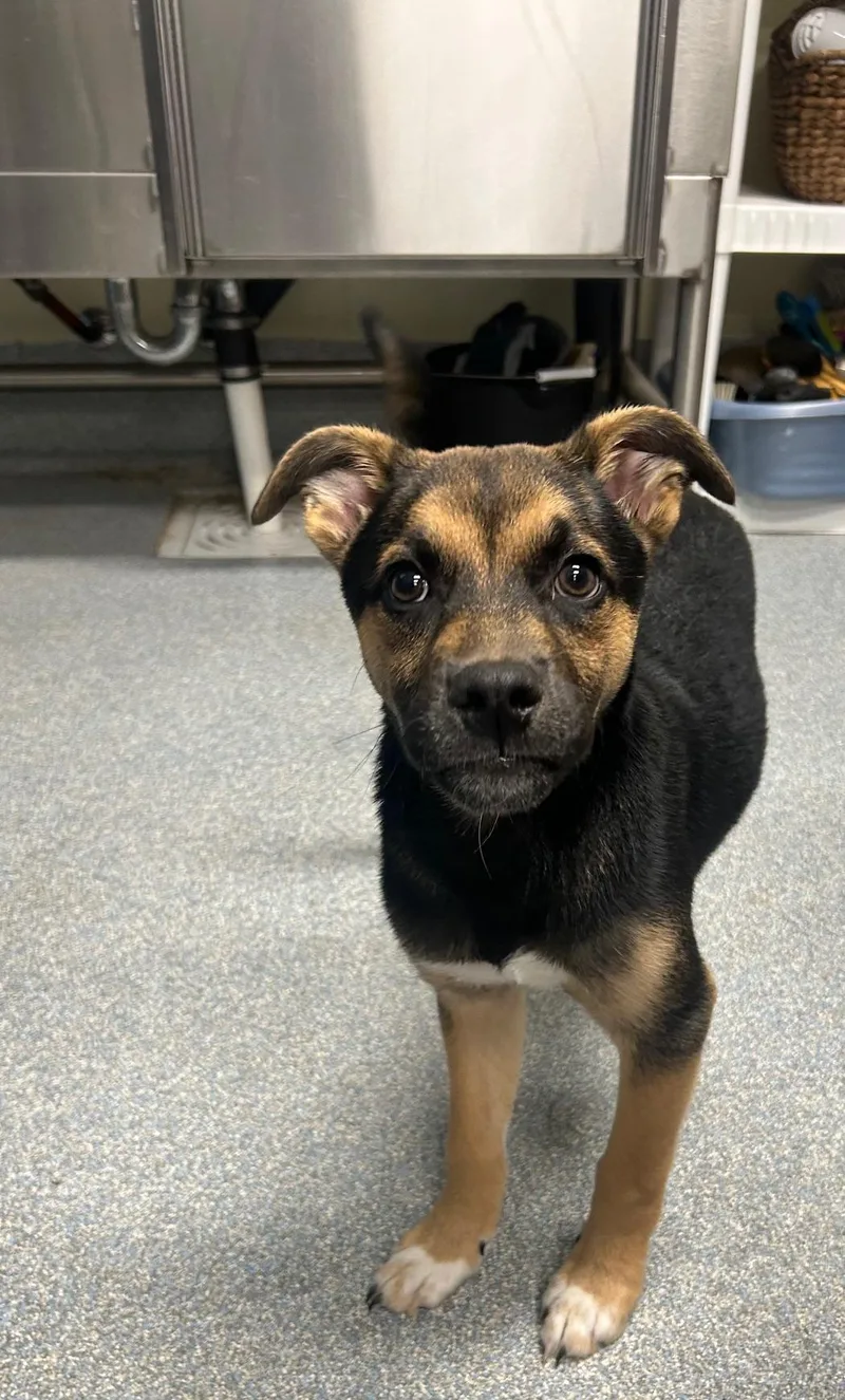 A baby medium-sized male Mixed Breed dog named Rowdy for adoption in St. Joseph, MI
