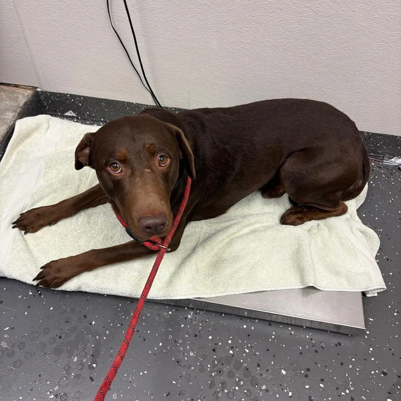 An adult large-sized male Brown / Chocolate Mixed Breed dog named Baelish for adoption in Columbiana, AL