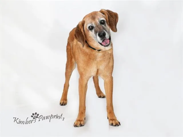 A senior large-sized female Beagle dog named Adele for adoption in Omaha, NE