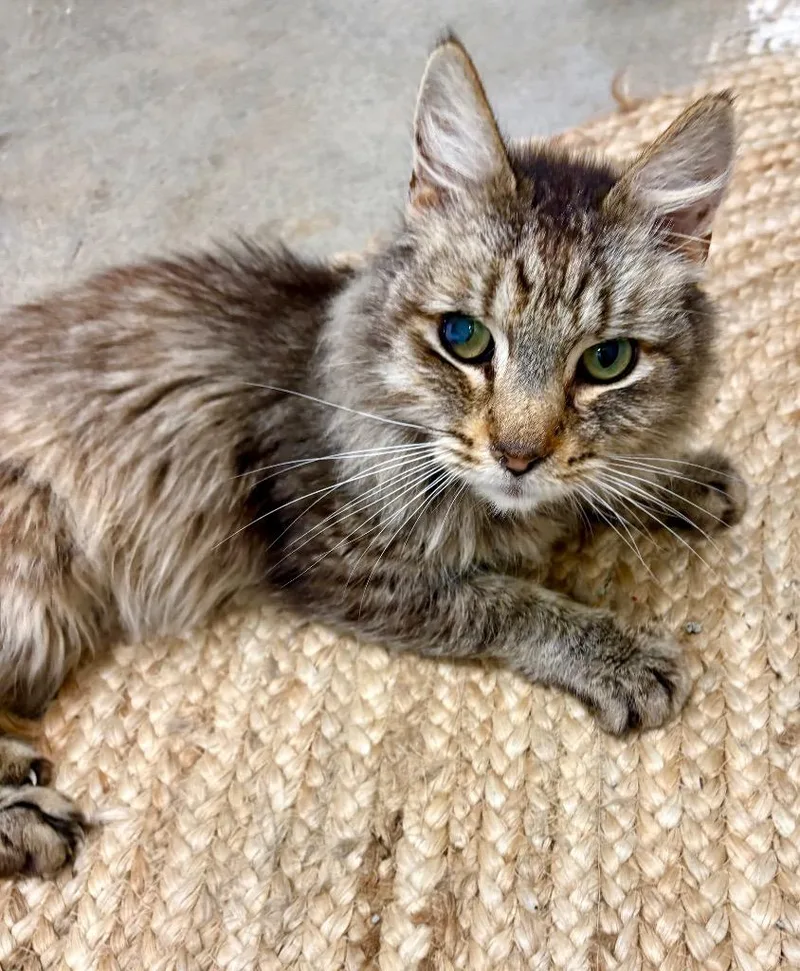 A senior medium-sized male Domestic Short Hair cat named Charlie for adoption in Napa, CA