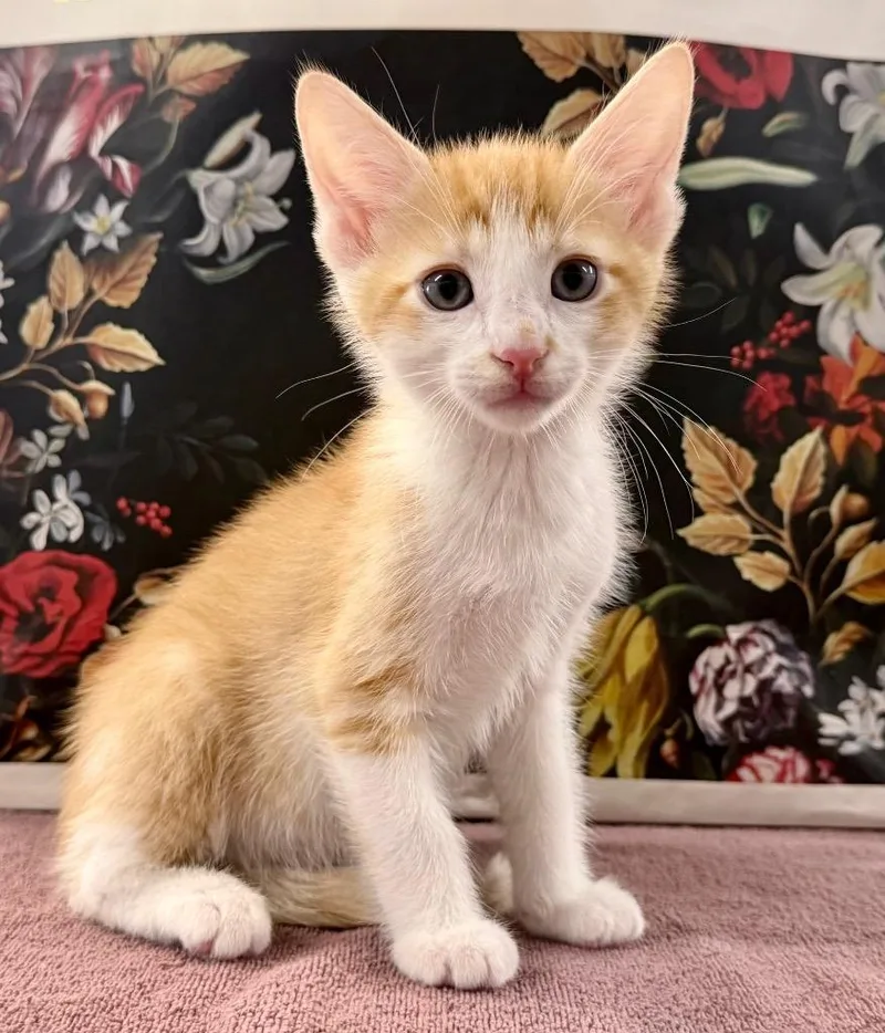 A baby medium-sized male Domestic Short Hair cat named Bellsprout for adoption in Raleigh, NC