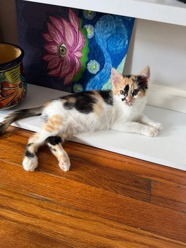 A baby small-sized female Domestic Short Hair cat named Queso for adoption in Bonsall, CA