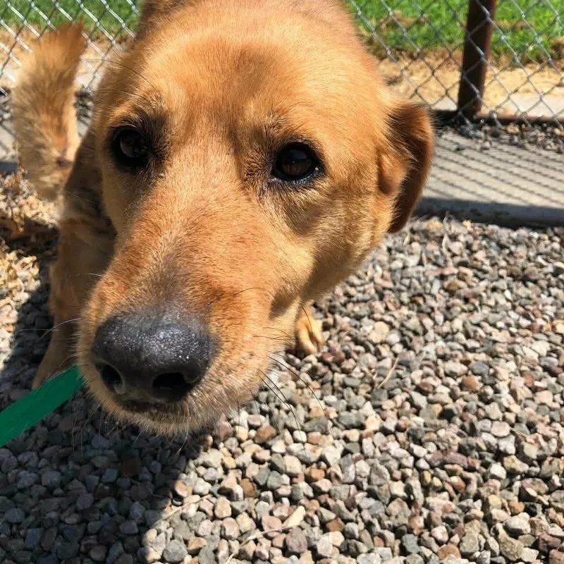 A senior large-sized female Golden Labrador Retriever dog named Sadie for adoption in Stilwell, OK