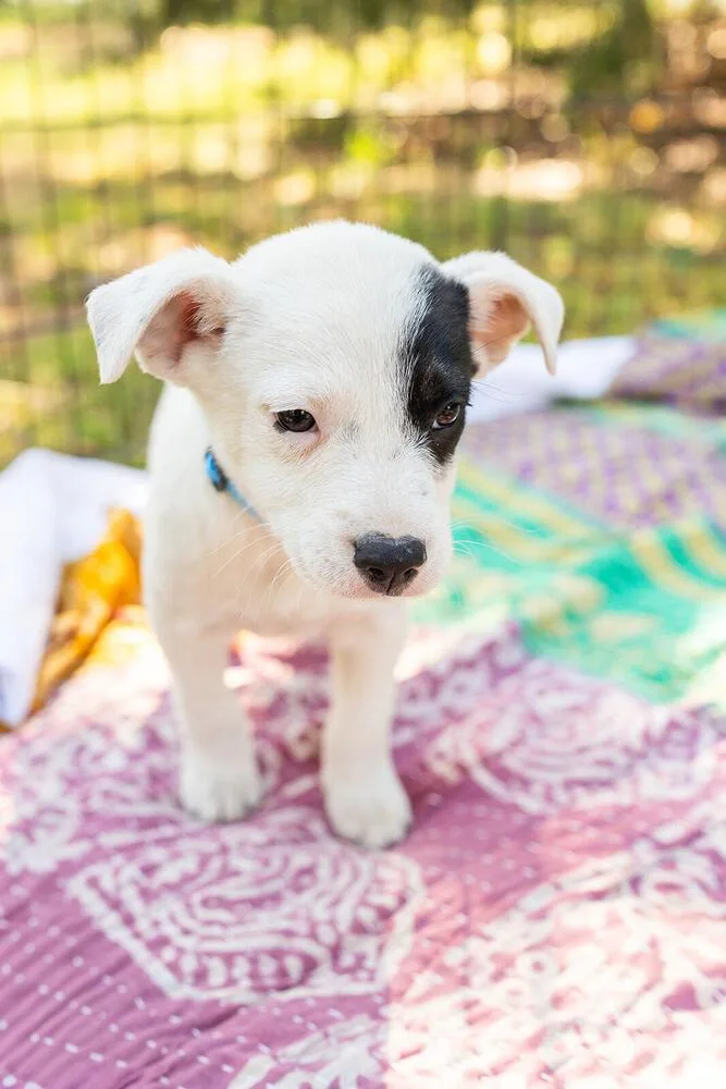 A baby medium-sized male Tricolor (Brown, Black, & White) Labrador Retriever dog named Bandit for adoption in Hartwell, GA