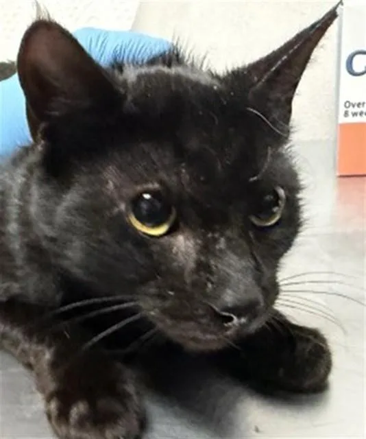 A young small-sized male Domestic Short Hair cat named Toby for adoption in San Bernardino, CA