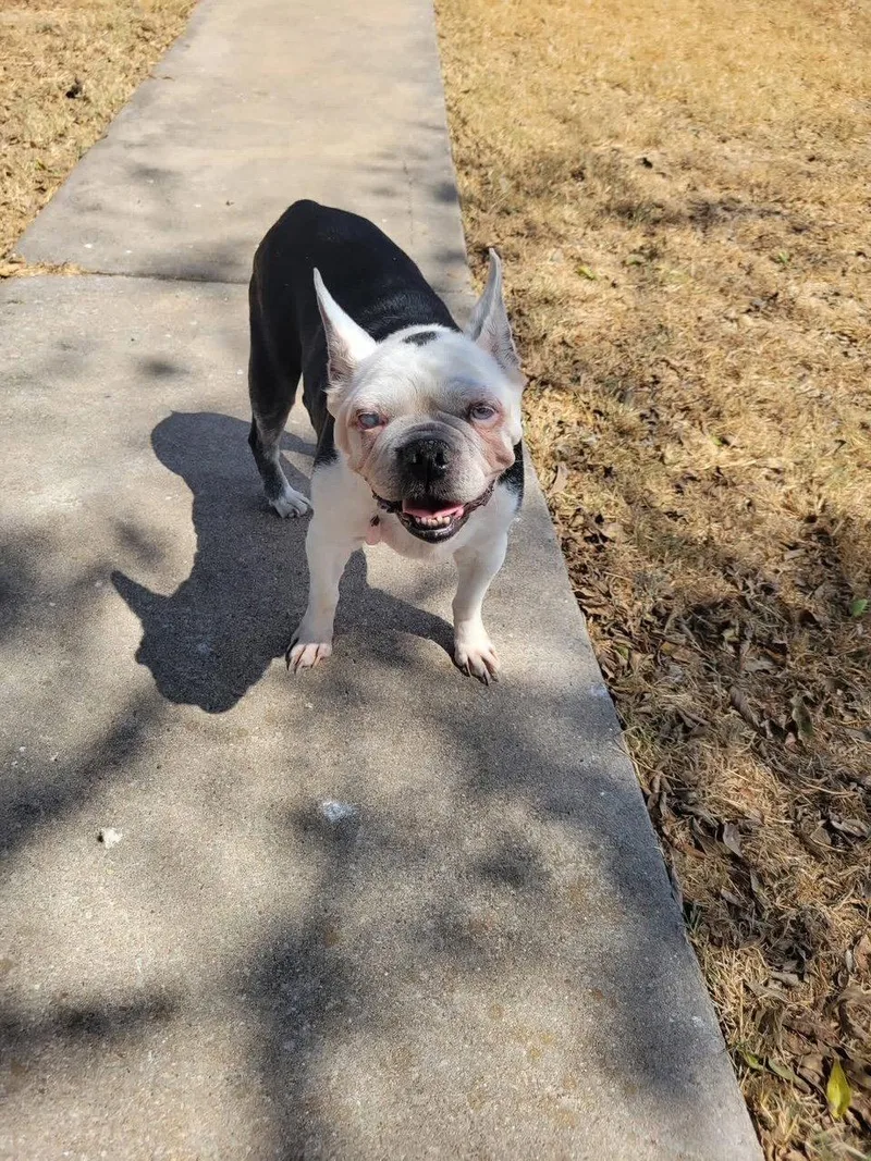 A young medium-sized female Boston Terrier dog named Dorothy for adoption in Gainesville, TX
