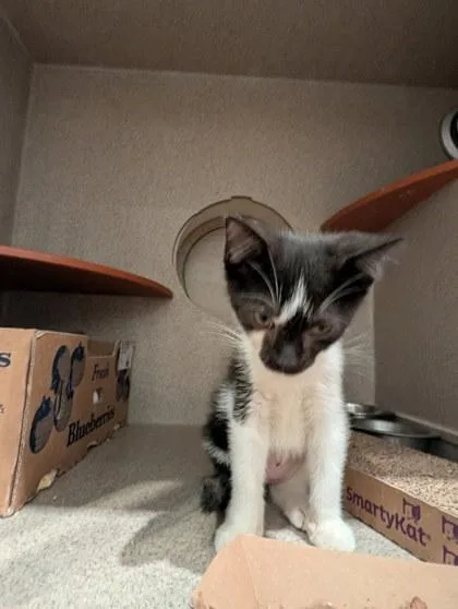 A baby small-sized female Domestic Short Hair cat named Jasmine for adoption in Washington, DC
