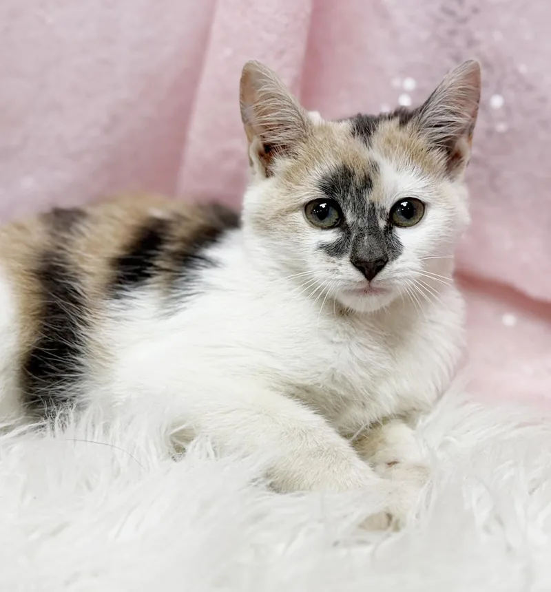 A baby small-sized female White Calico cat named Hereee'ssss Hermione  one for adoption in Bedford Hills, NY