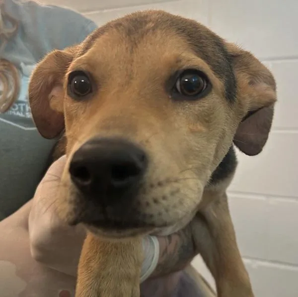 A baby medium-sized male German Shepherd Dog dog named Baloo for adoption in Golden, CO