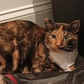 An adult medium-sized female Tortoiseshell cat named Mamasita for adoption in Denver, NC