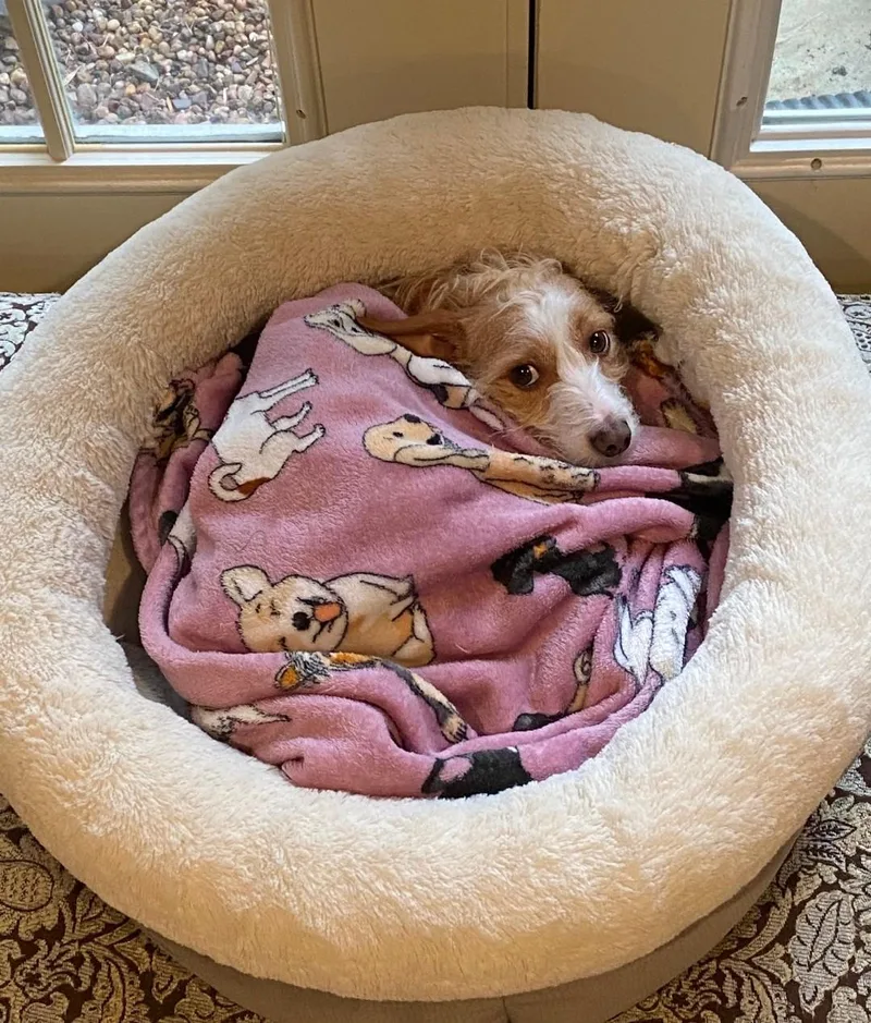 An adult small-sized female Terrier dog named Dexter and Dixie for adoption in Spring, TX